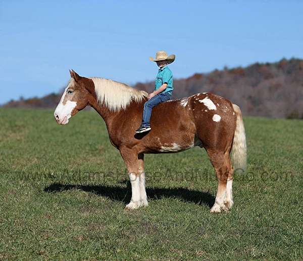 flax-mane-tail-blanket-horse