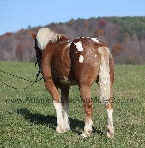 ranch-work-draft-horse