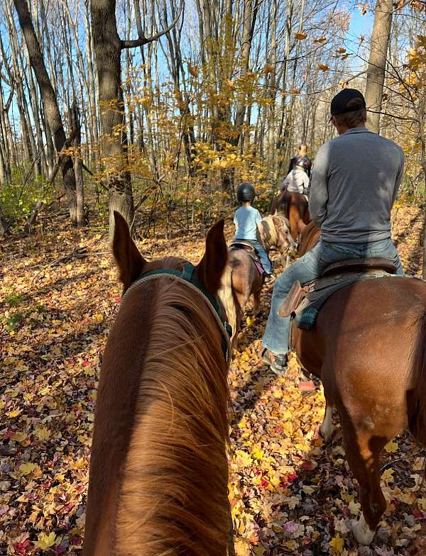 ranch-work-quarter-horse