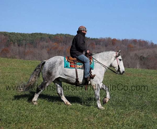 beginner-safe-quarter-horse