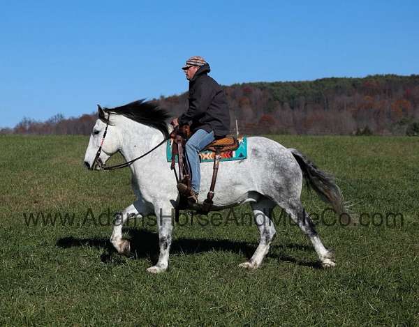 family-horse-quarter