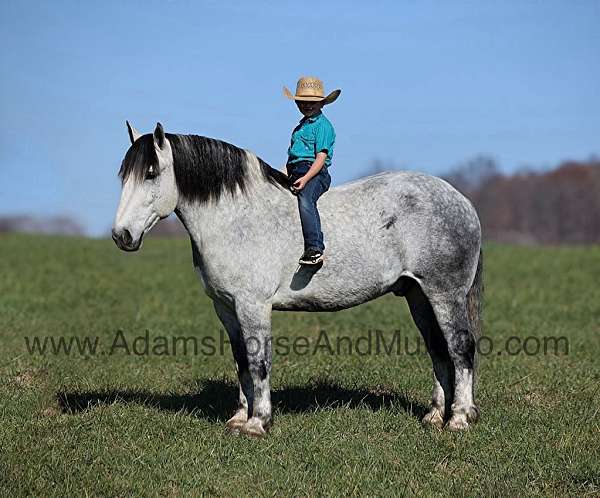 draftcross-percheron-horse