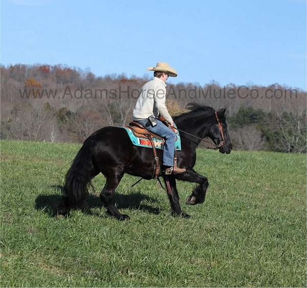 friesian-gypsy-vanner-horse