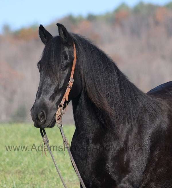 safe-gypsy-vanner-horse