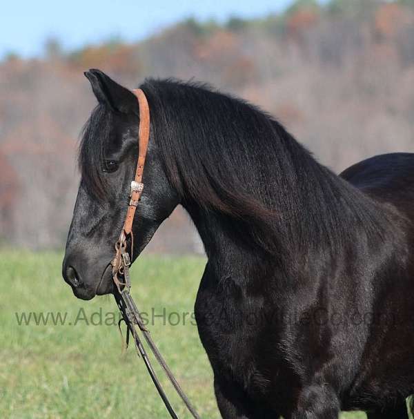 safe-friesian-horse