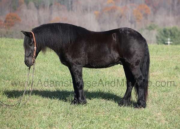 trails-friesian-horse