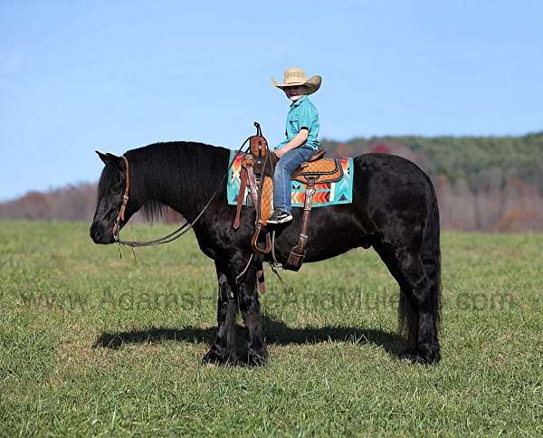 ropes-friesian-horse