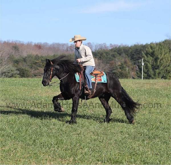 draft-friesian-horse