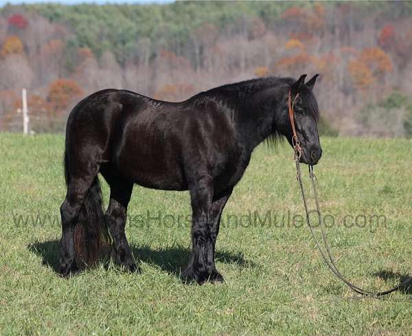 friesian-horse