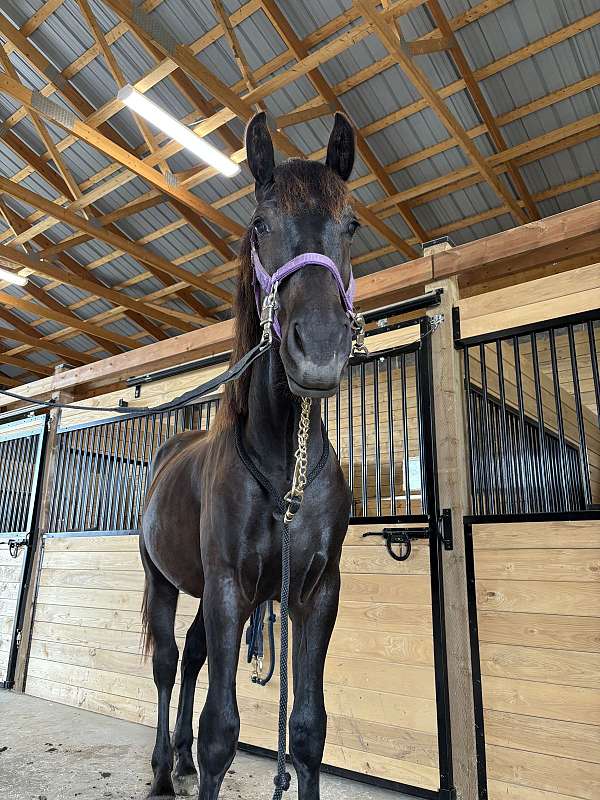 cross-working-percheron-horse