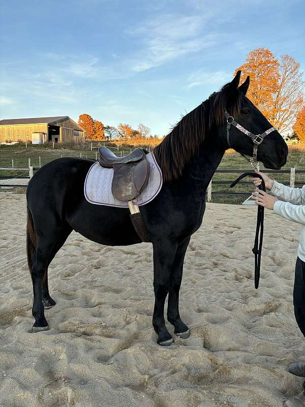 cross-working-percheron-horse