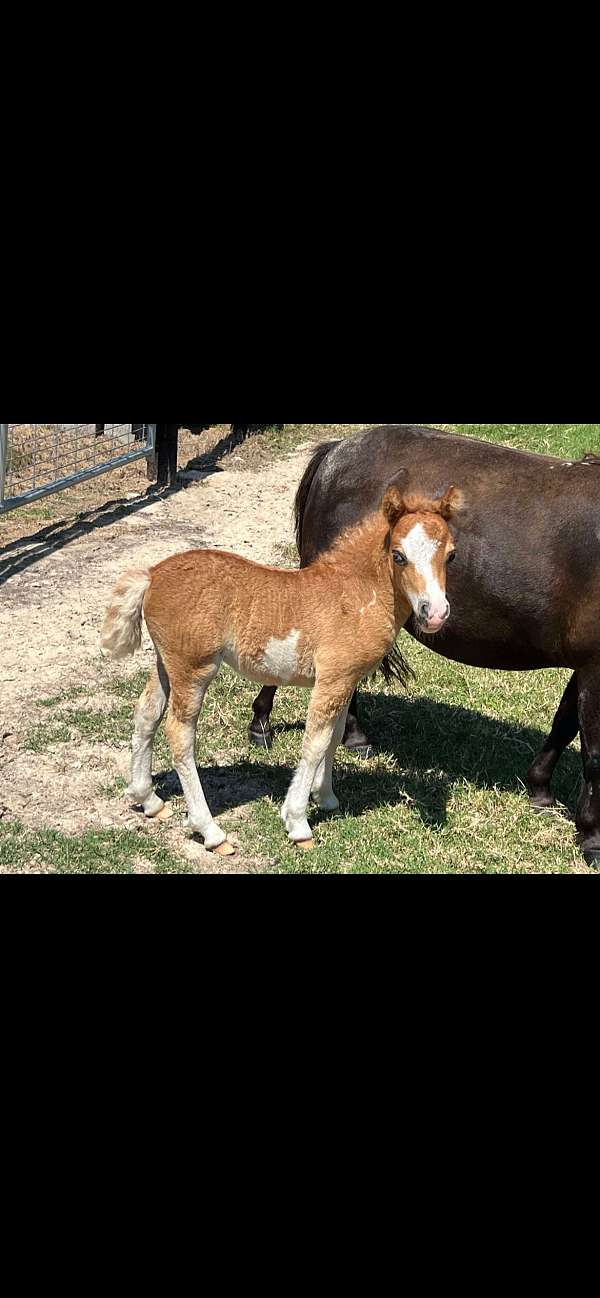 miniature-filly