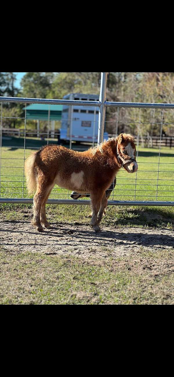 miniature-horse-for-sale