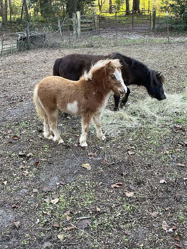 miniature-horse