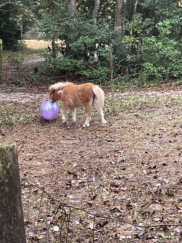 flashy-miniature-pinto-horse