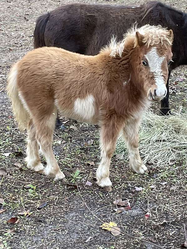 pinto-miniature-filly