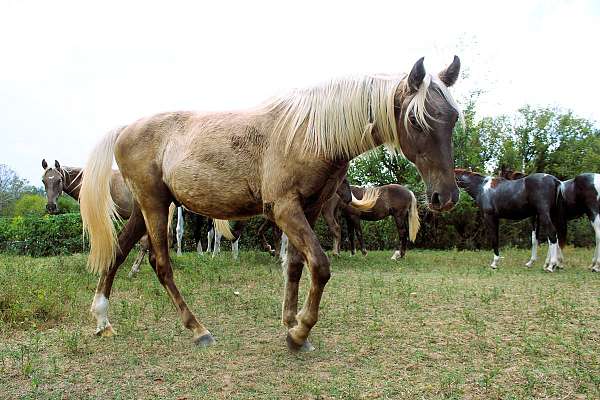 spotted-horse-kentucky-mountain