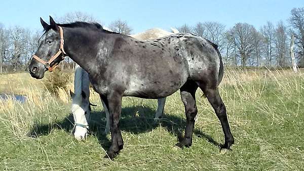 husband-safe-appaloosa-percheron-horse