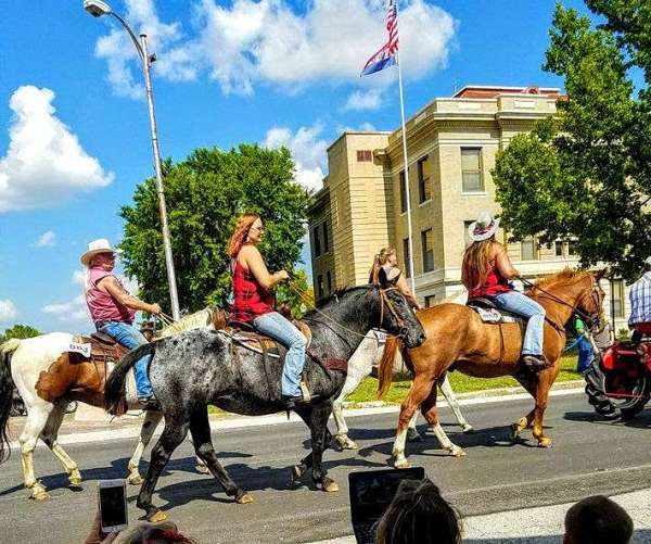 husband-safe-appaloosa-percheron-horse