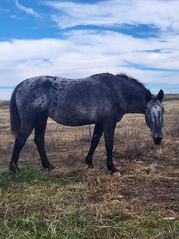 aqha-stallion-appaloosa-horse