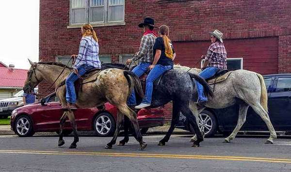 bitless-appaloosa-horse