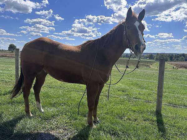 aqha-rocky-mountain-gelding