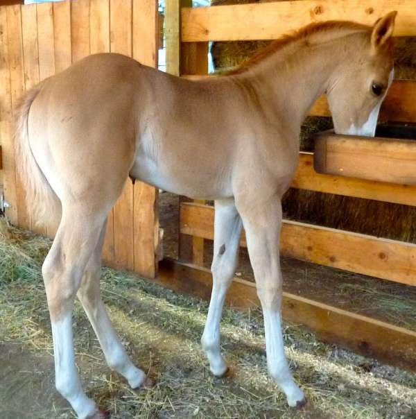 babies-unborn-foal