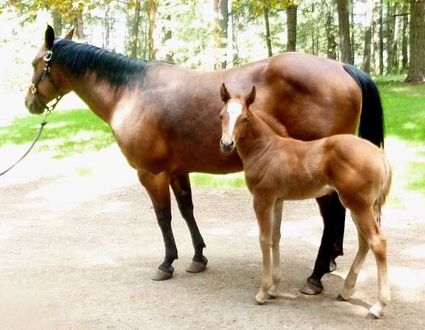 baby-unborn-foal