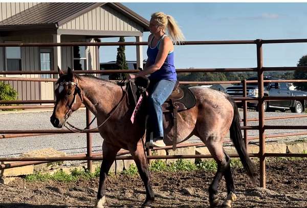 barrel-quarter-horse