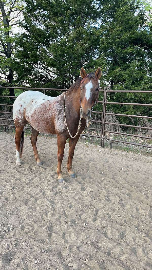 all-around-appaloosa-horse