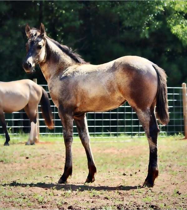 boroque-friesian-horse