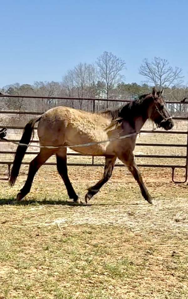 dun-with-pinto-markings-horse