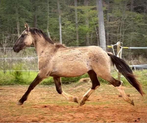 pinto-dun-with-markings-horse