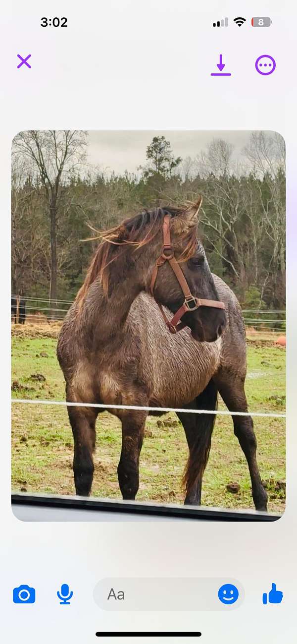 all-ages-friesian-horse