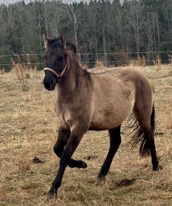 pinto-dun-with-markings-horse