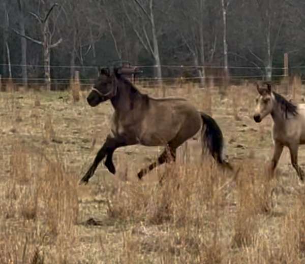 dun-with-pinto-markings-horse