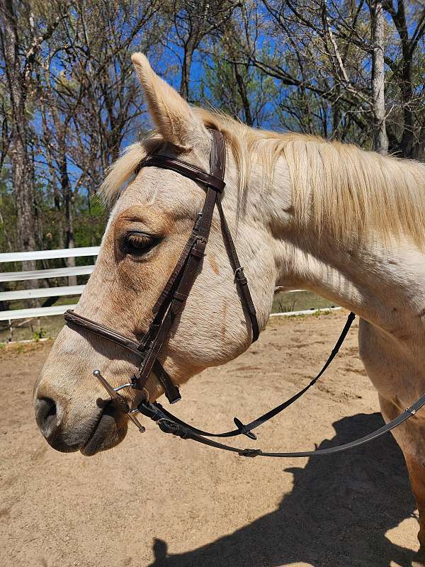 quarter-horse-gelding