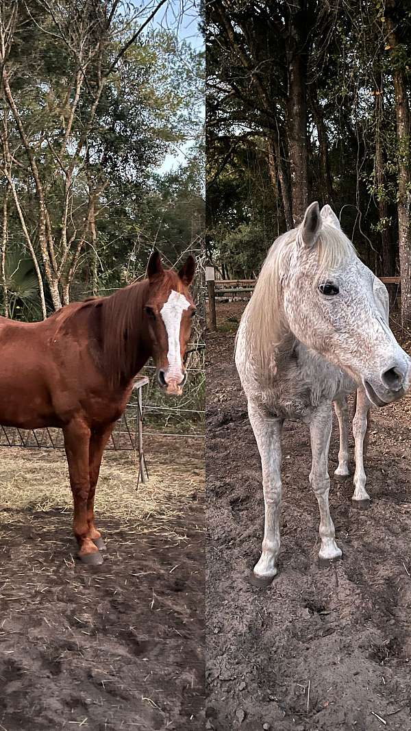 chestnut-paint-pony-gelding-mare