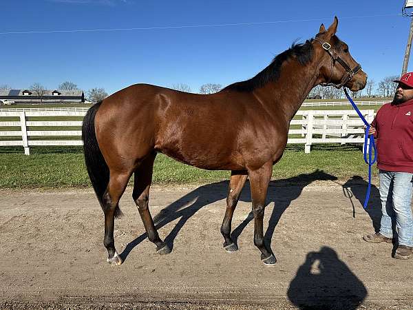 lexington-kentucky-horse