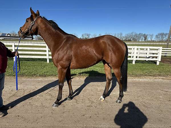 lexington-kentucky-gelding