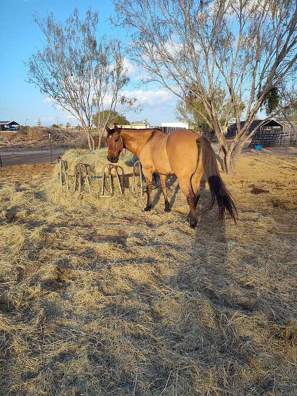 15-hand-gelding