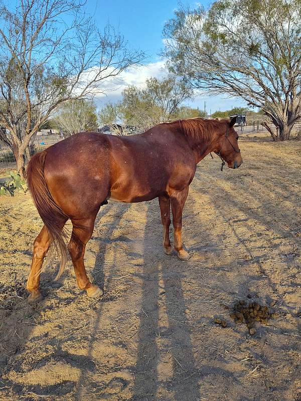 15-hand-gelding