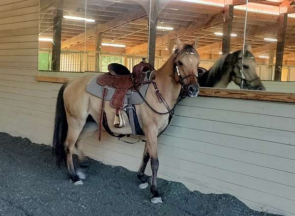 gymkhana-trail-arabian-mustang-horse