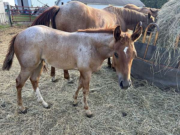 right-hind-corenet-band-horse