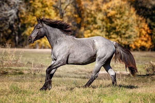 cowboy-mounted-shooting-gypsy-vanner-horse