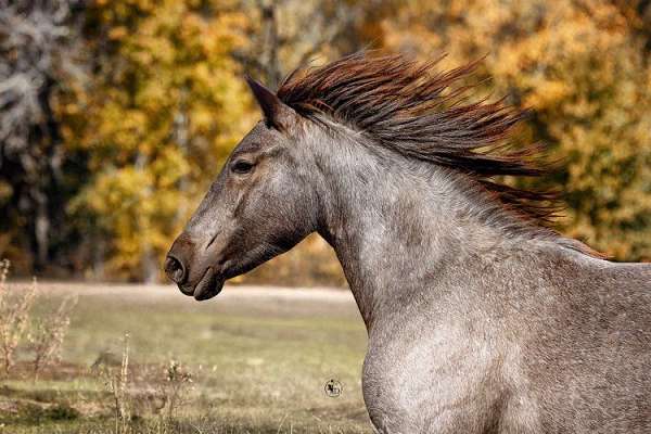 driving-gypsy-vanner-horse