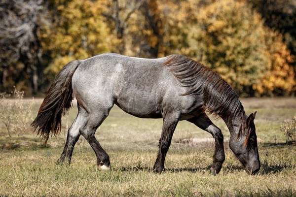 flashy-gypsy-vanner-horse