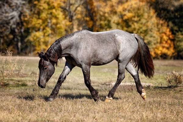 mounted-patrol-gypsy-vanner-horse