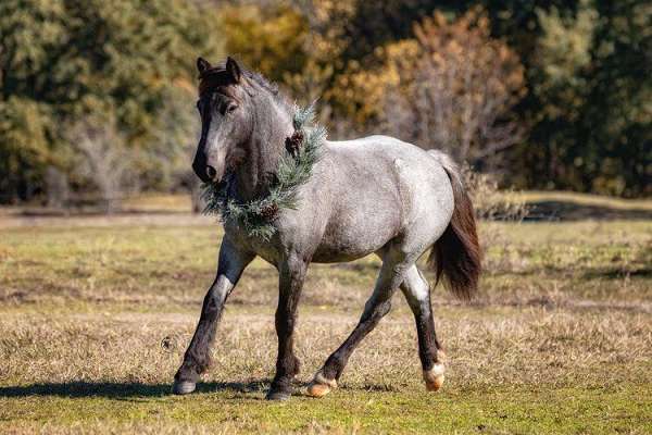 ranch-work-gypsy-vanner-horse