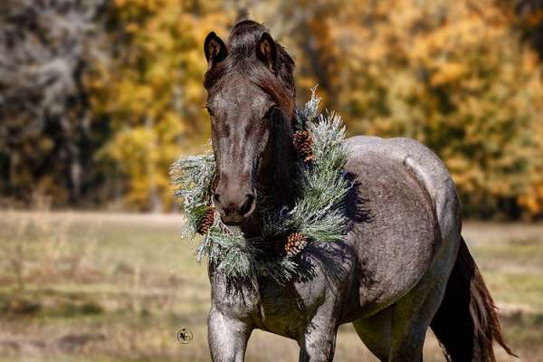 trail-riding-gypsy-vanner-horse